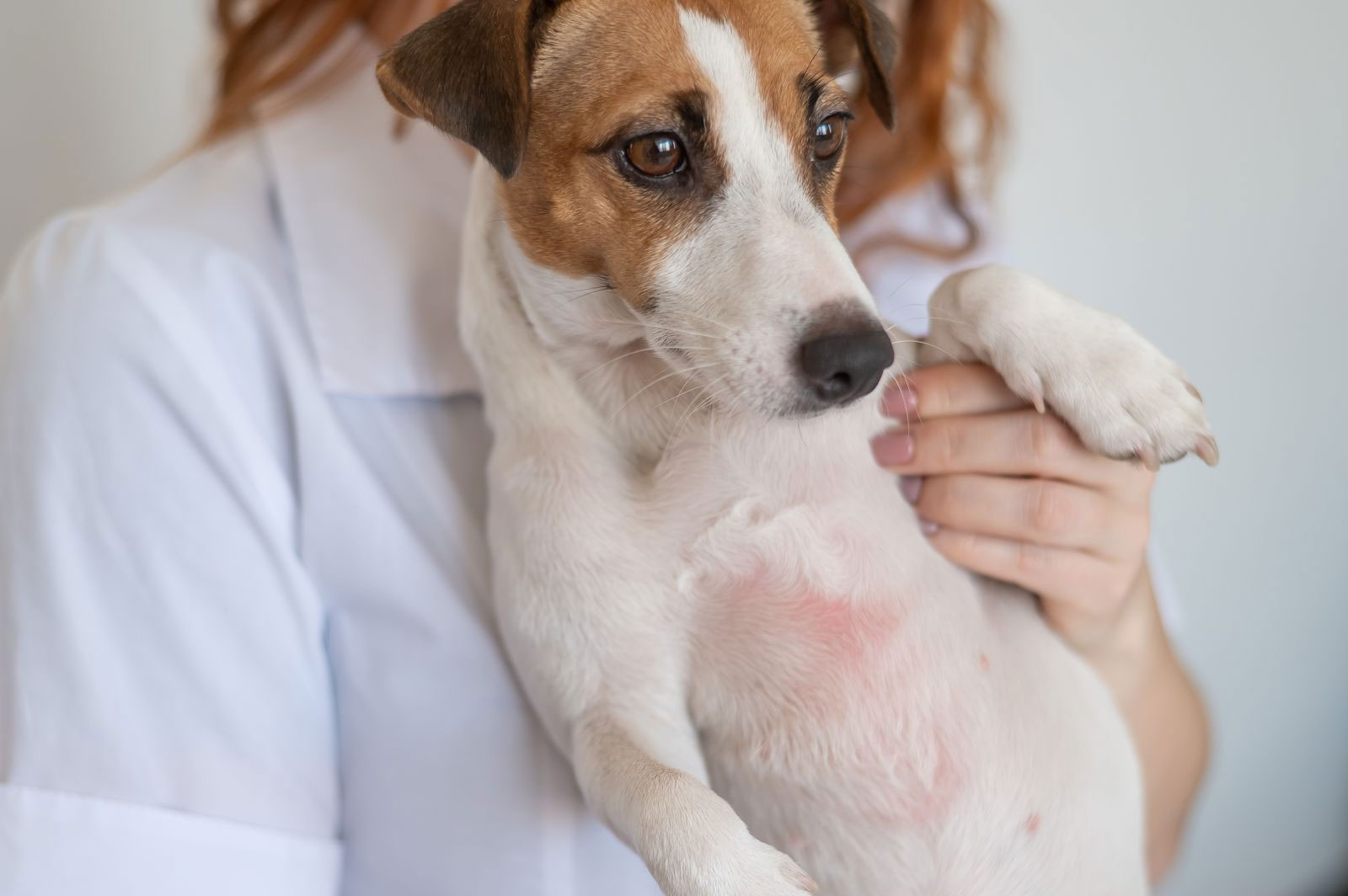 Dermatite nel cane: quando il prurito racconta qualcosa di più profondo