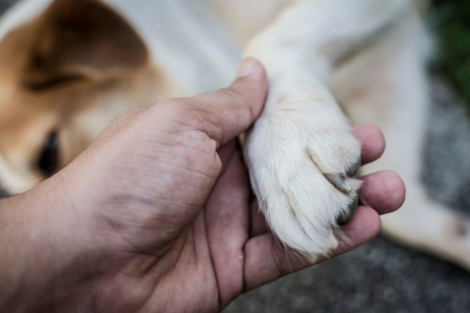 Il ruolo del proprietario nella salute dell’animale: perché non sei solo un "cliente"