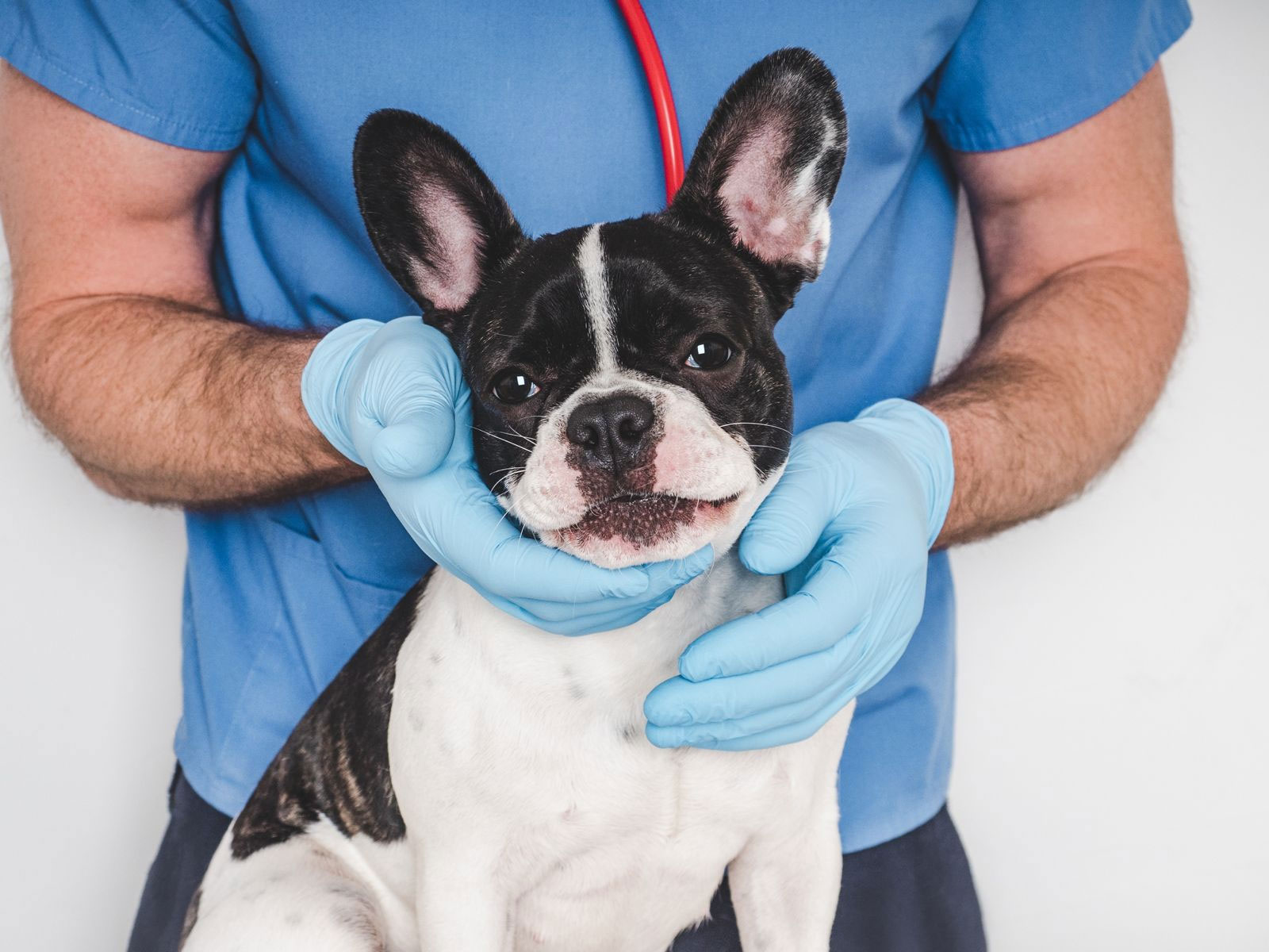 Medicina veterinaria evolutiva: cos’è e come può aiutare davvero il tuo animale