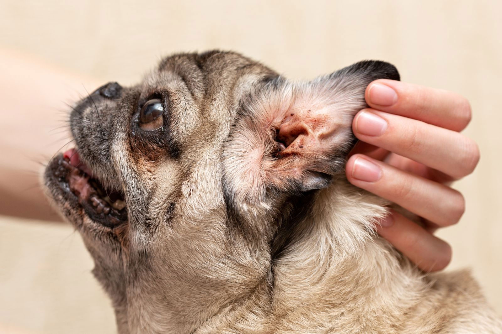 Otiti ricorrenti nel cane: perché tornano sempre?