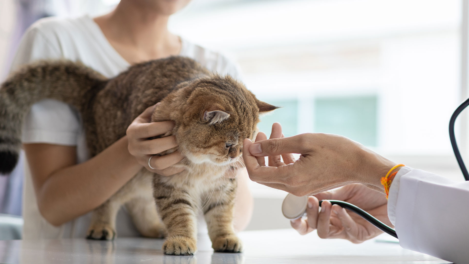 Perché la medicina veterinaria non può più essere solo sintomo-centrica